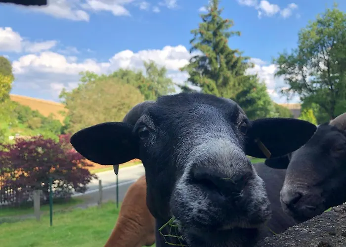 Am Wald Mit Garten & Hot-tub & Alpakas